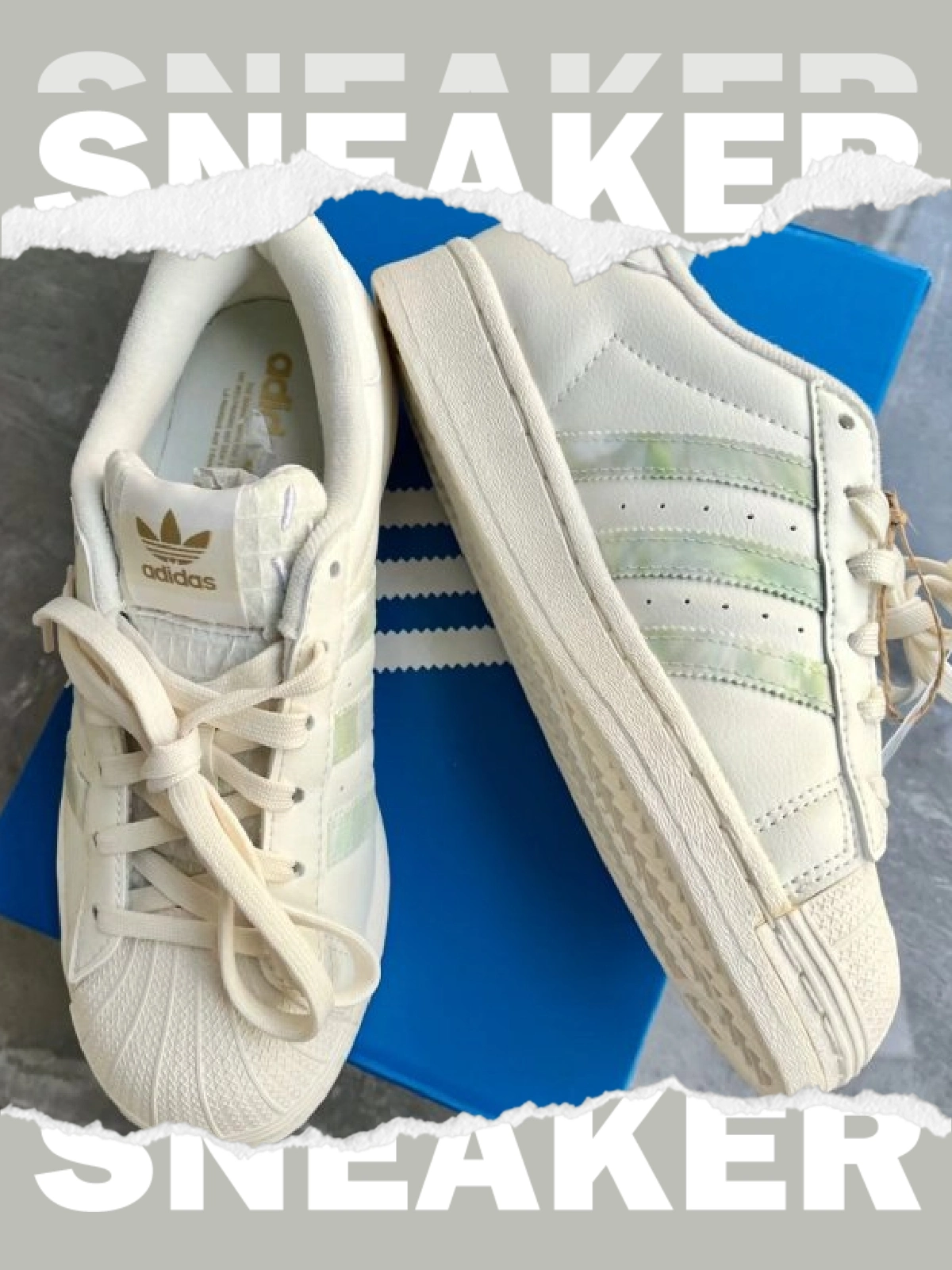 超爱!三叶草哈密瓜贝壳头你见过吗?