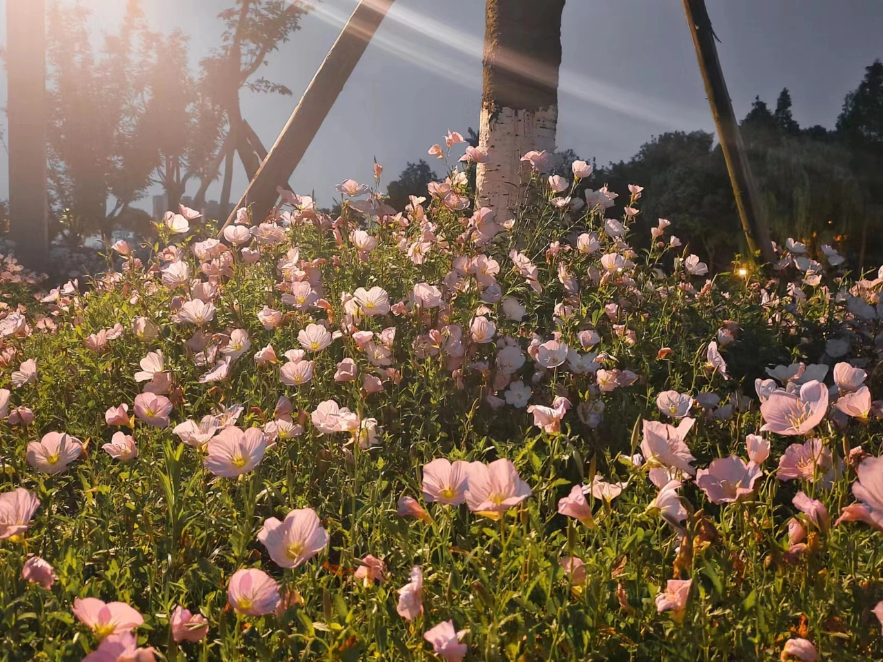 custom review-Adidas D Rose Son Of Chi Slip-resistant Abrasion-resistant MID Баскетбольные кроссовки Мужские Mint Green