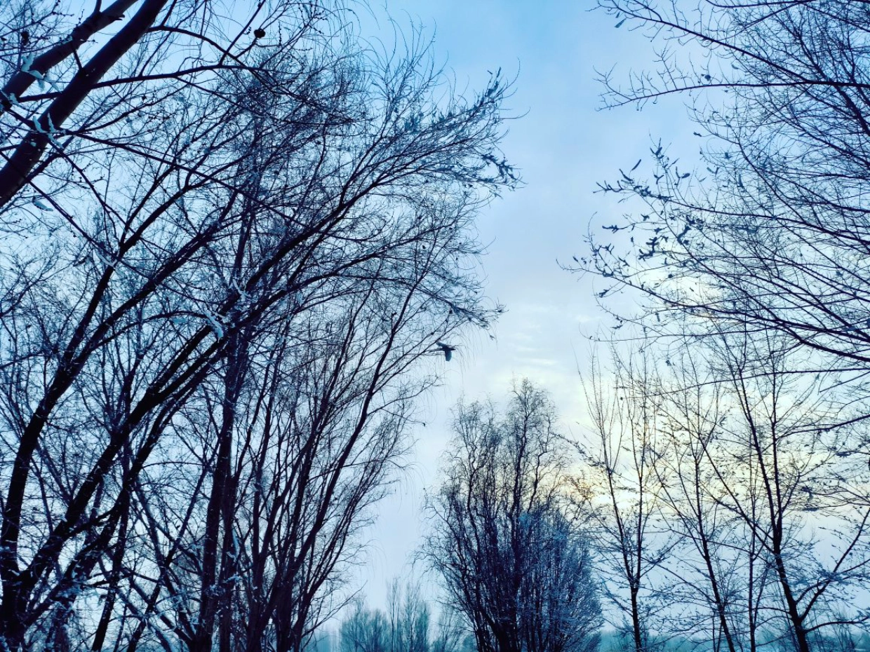 custom review-PUMA Carina Lift Износостойкий и Легкий Низкий Топ Кроссовки для скейтбординга Женские Хаки Белый Серый