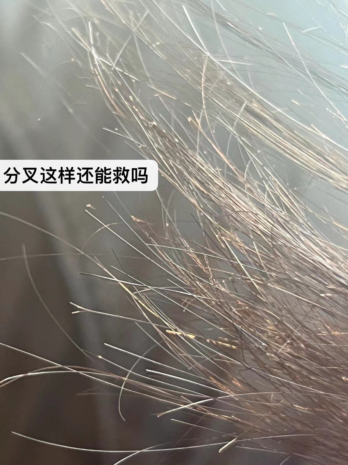 上班敲键盘随手看了一眼自己的发尾
才发现这么多分叉,看起来头发很没