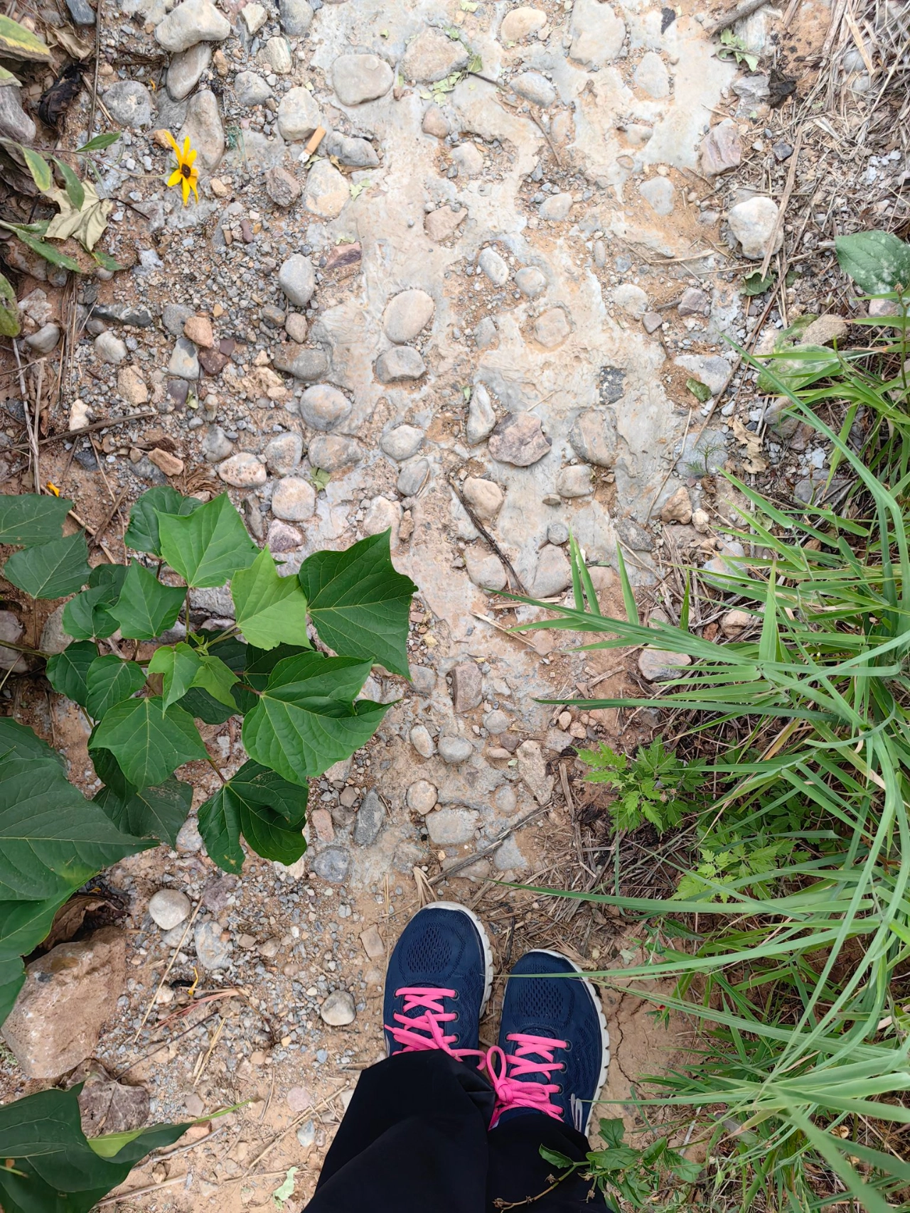 custom review-Skechers Graceful Сетчатая ткань искусственная кожа низкий верх тренировочная беговая обувь женская синий белый розовый