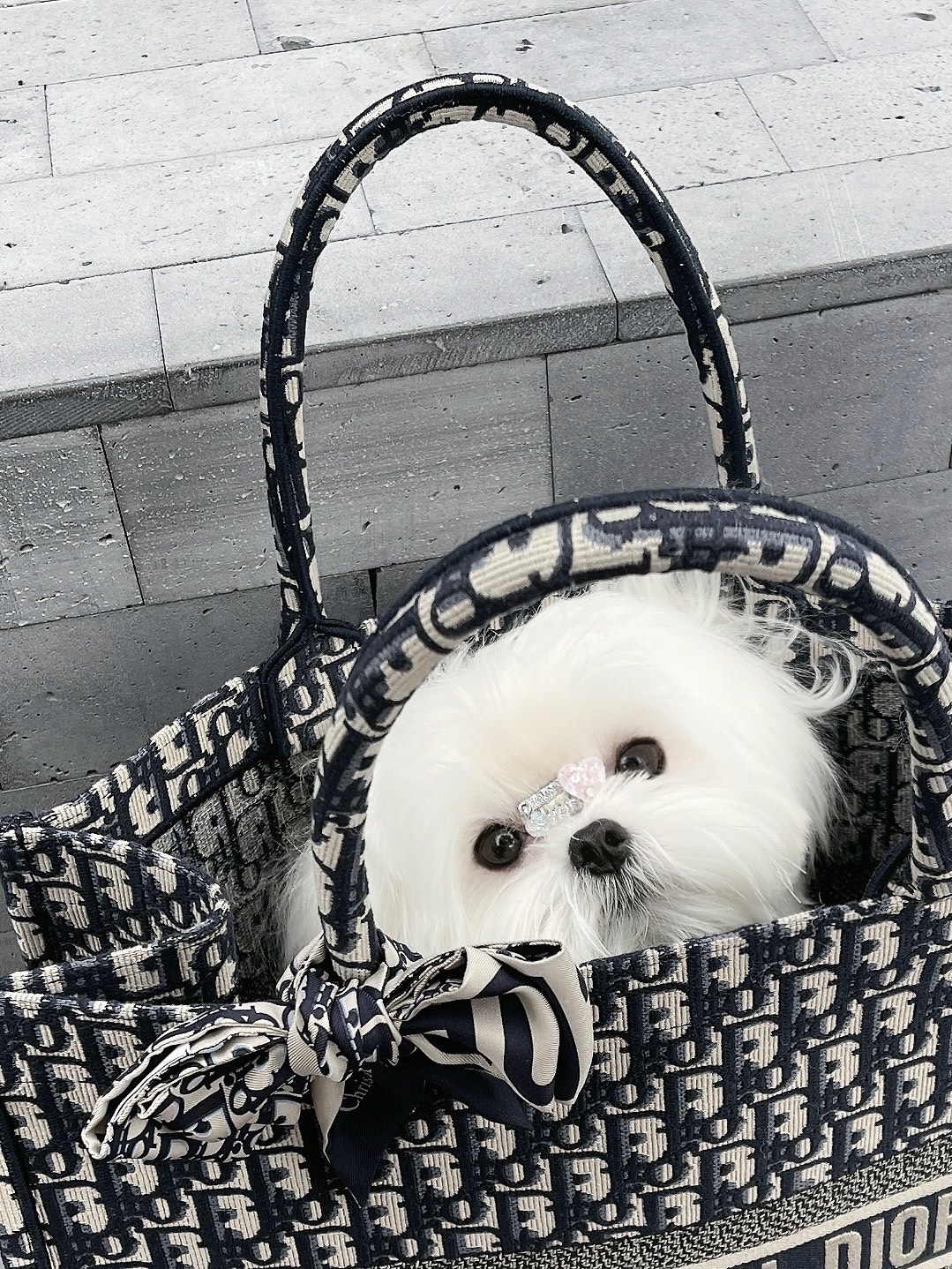 妈妈给我买新的狗包咯 ❤️