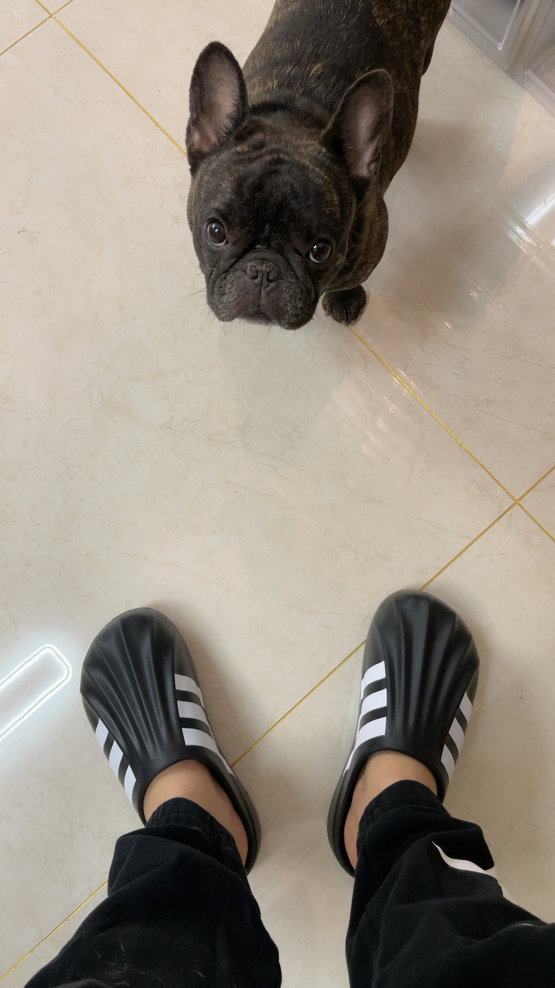 custom review-Adidas Originals AdiFOM SUPERSTAR MULE EVA Домашние тапочки Унисекс Черный Белый