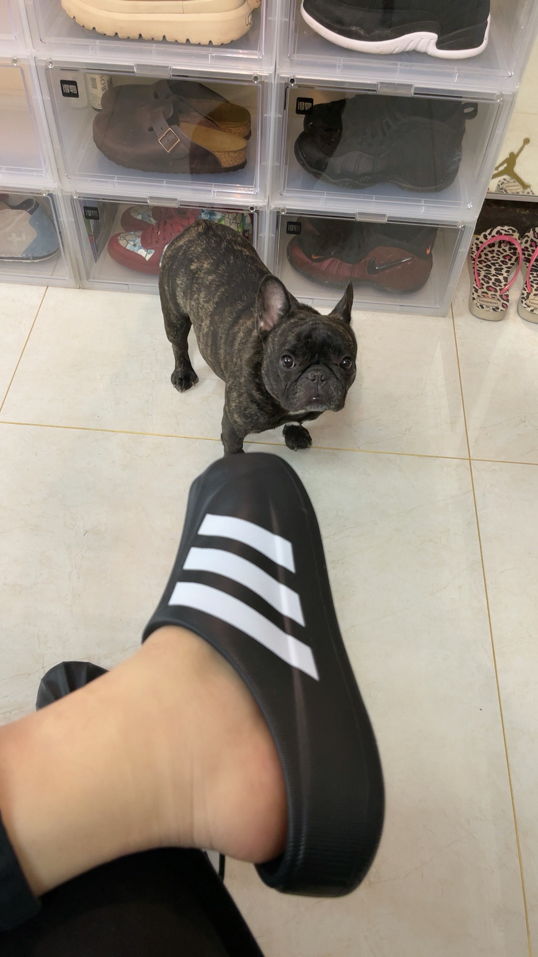 custom review-Adidas Originals AdiFOM SUPERSTAR MULE EVA Домашние тапочки Унисекс Черный Белый