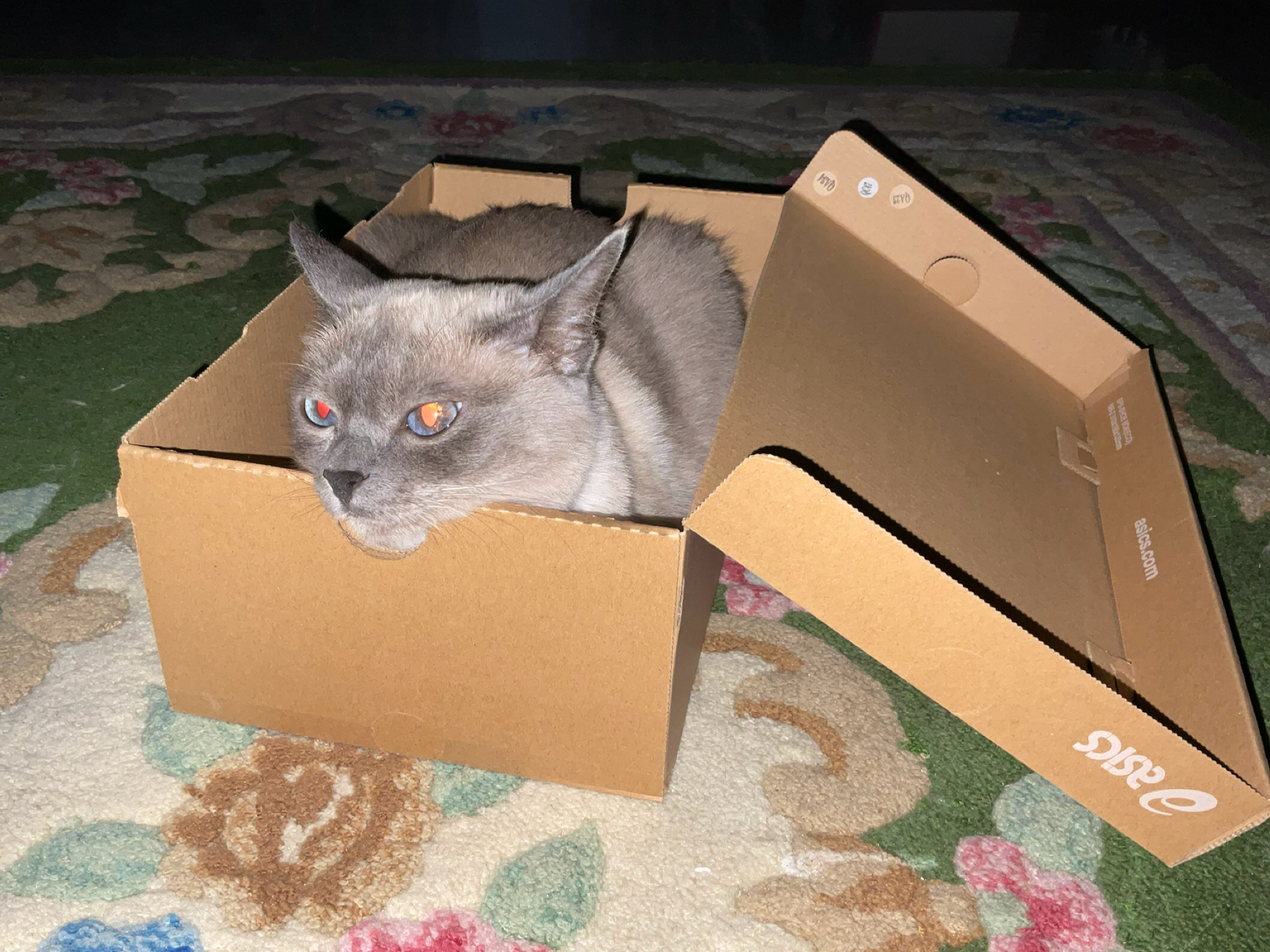 custom review-Asics Gel Nimbus 10,1 Low Top Марафон ТРЕНИРОВОЧНАЯ БЕЖА ЛАЙНЕР Обувь Унисекс Белый Синий