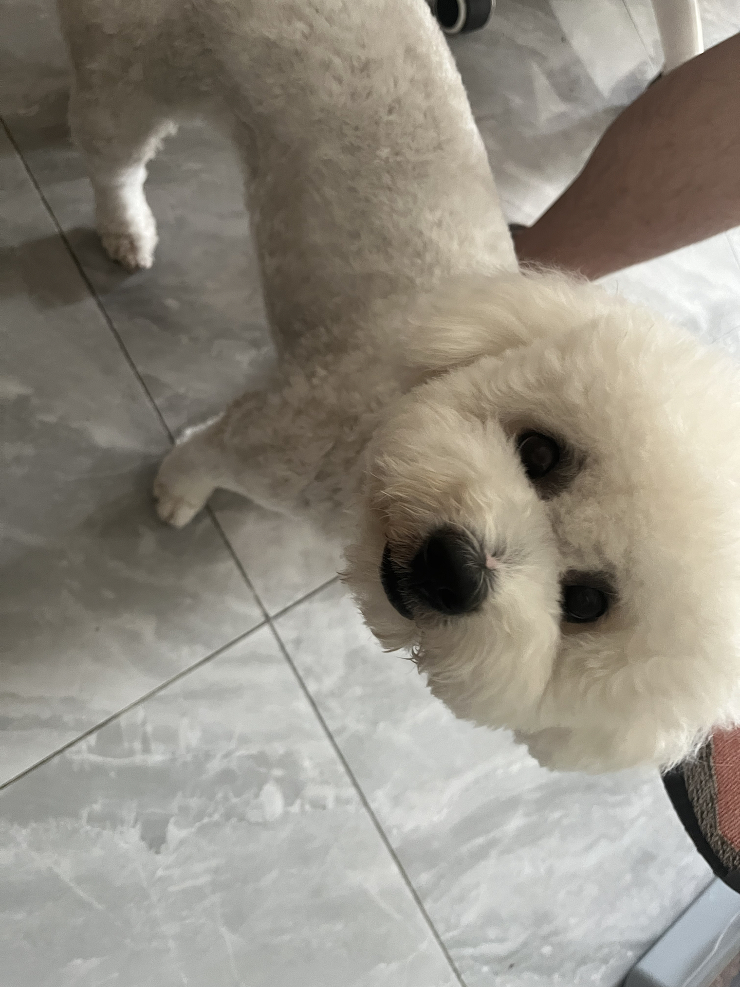 custom review-Adidas Originals Yeezy Boost 350 V2 Вулканический серый 'Пепельный Камень' Низкий топ Повседневная обувь Унисекс Серый Камень